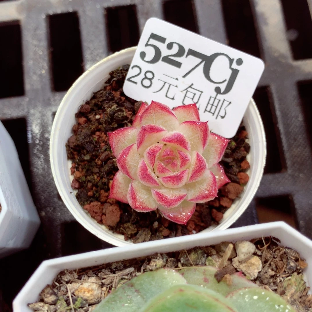 5厘米盆精控多肉527