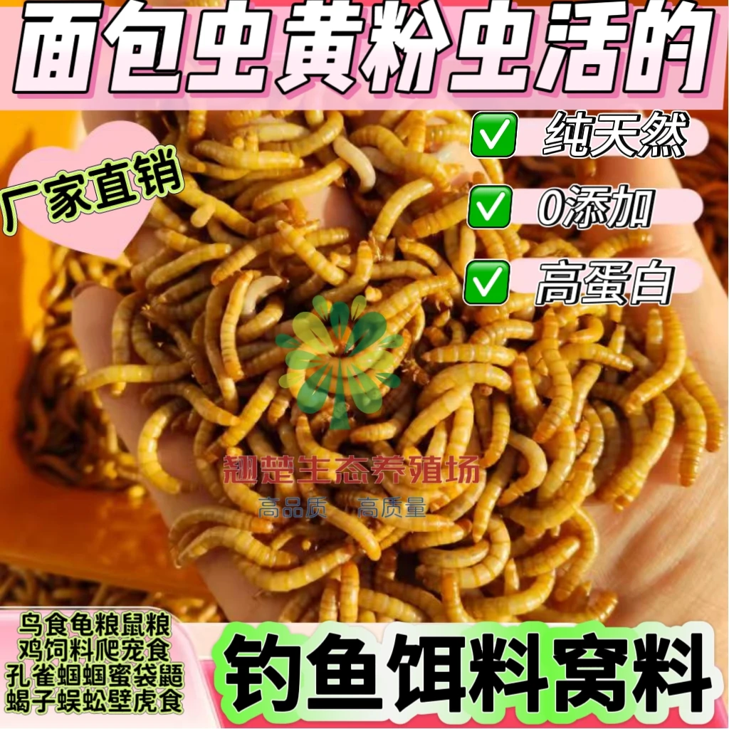 活面包虫活饵黄粉虫蛋白虫鱼饵窝料钓翘嘴黄辣丁青鱼鲫鲤鱼江团
