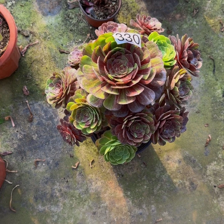 00000000000330花月夜