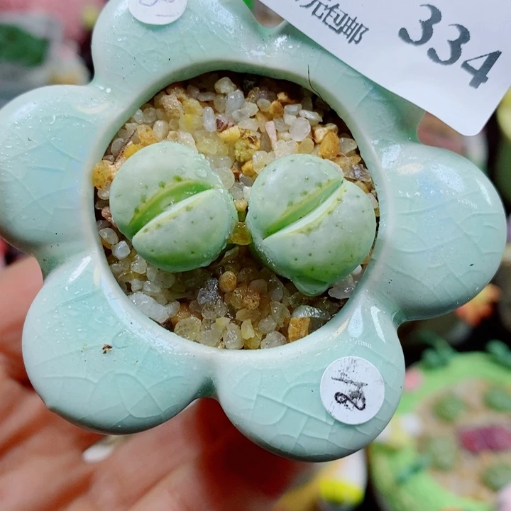 生石花花花花花花花334