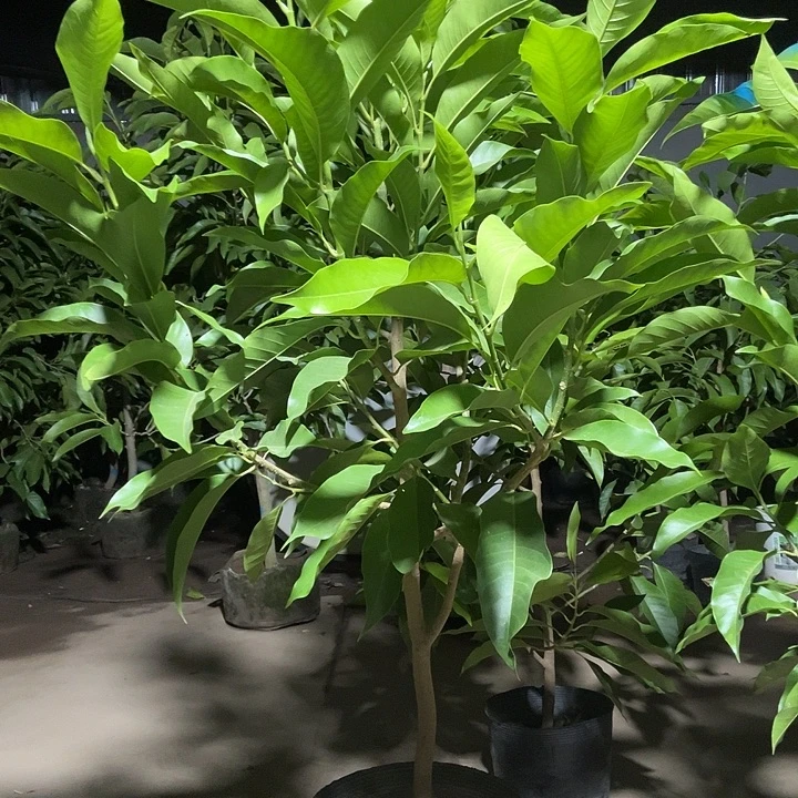 完全开放白兰花80价位