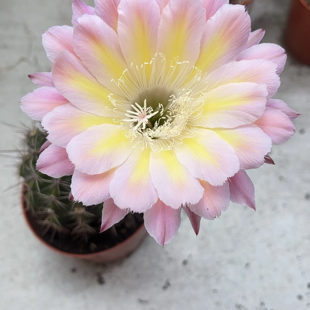 彩草59号7公分左右