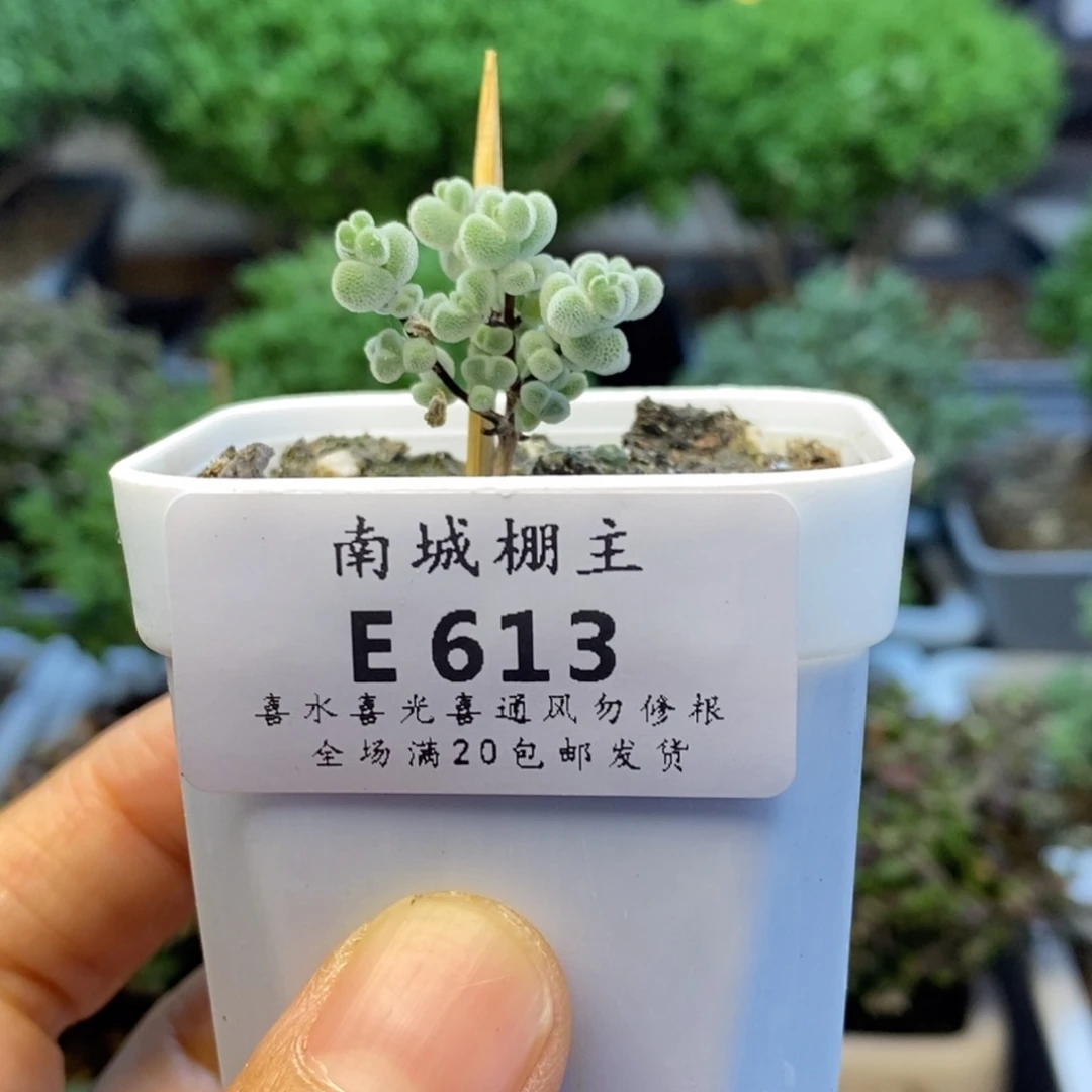 613实生优选白体莱斯