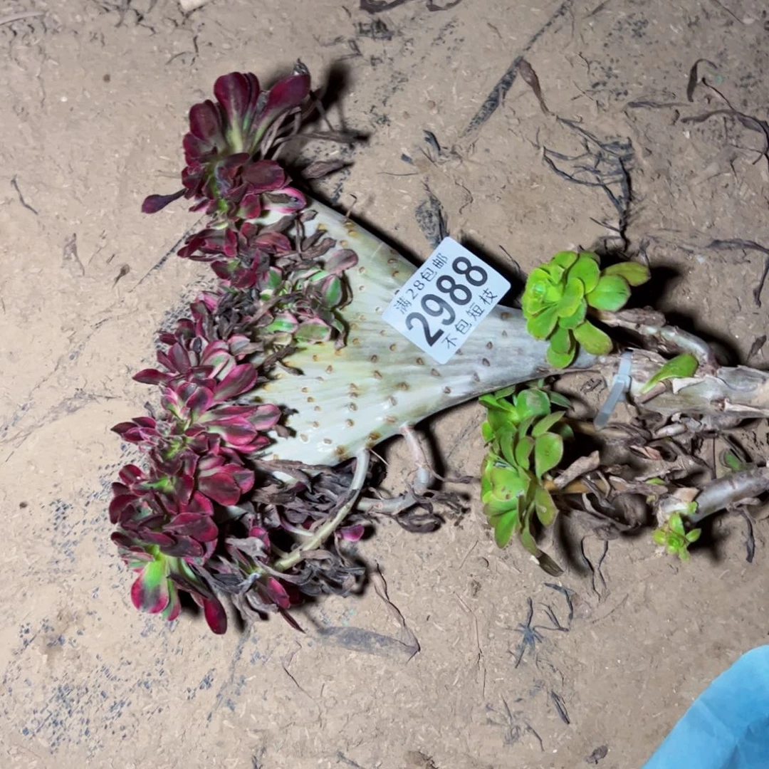 开***心2988无根香奈儿缀多肉植物