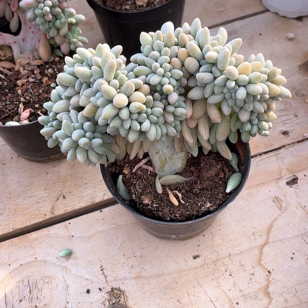 多肉植物多肉植物