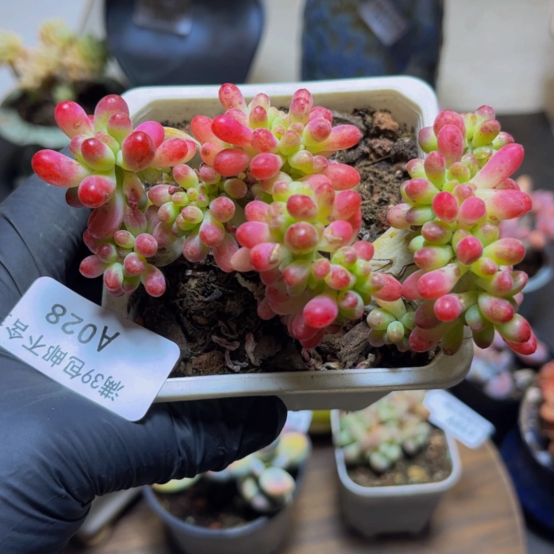 280乙女心缀10厘米多肉