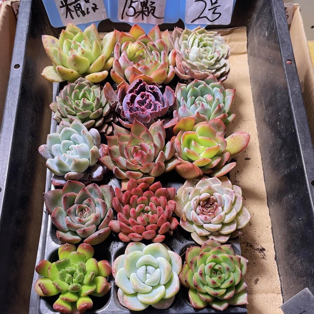 【闪购商品】【量拍】15颗-2号约4-5厘米