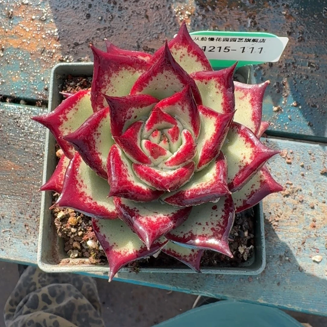 从前慢多肉精选编号1215.111