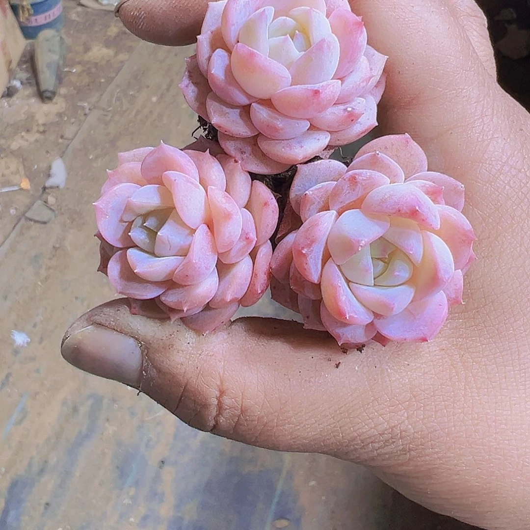 粉爱神5个19包邮