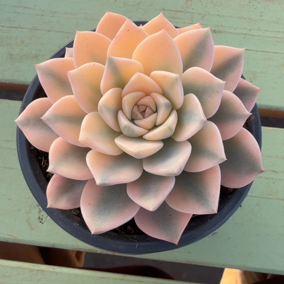 红粉佳人锦锦上园艺一物一拍