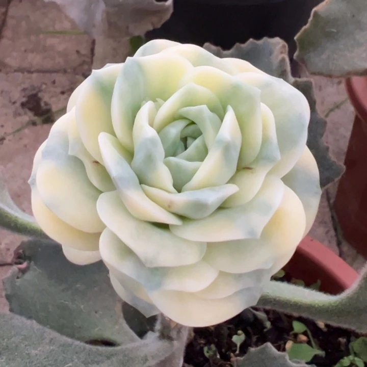 可爱玫瑰黄锦一物一拍