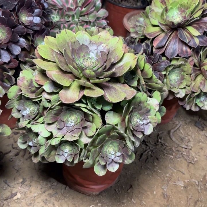 多肉植物法师万拉丝17