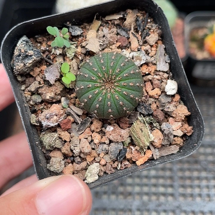 157大型侍童 1.8cm左右