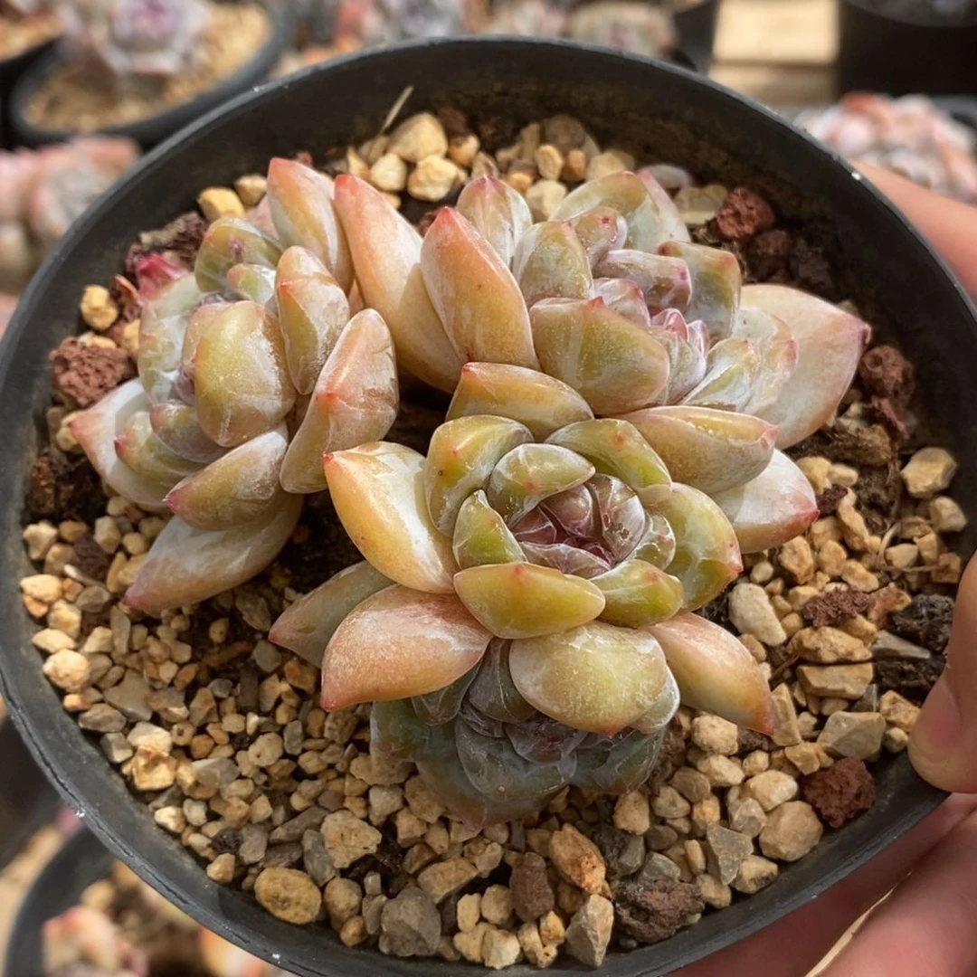 四头黄底紫心小肥肥