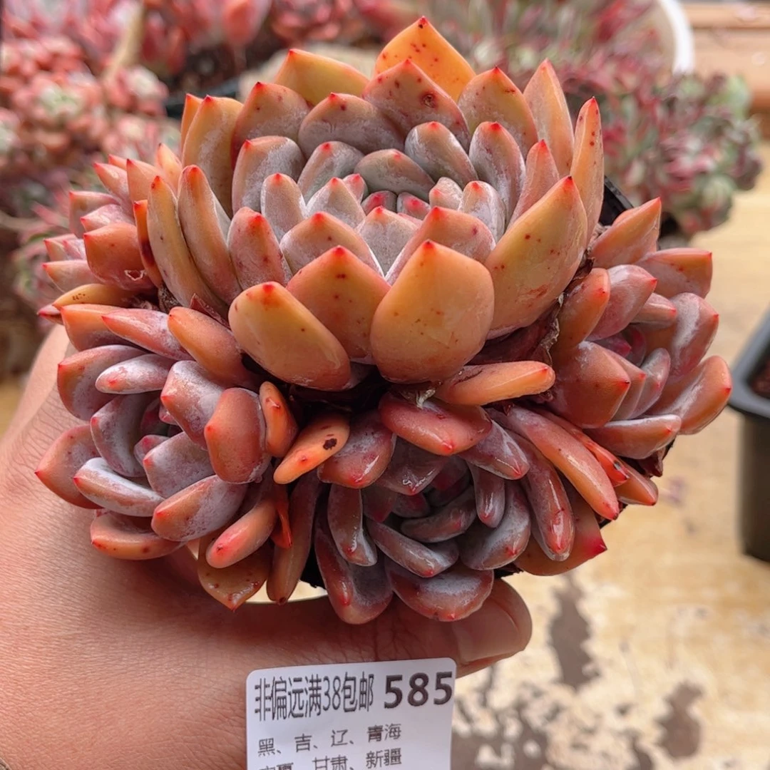 585橙子德华多肉