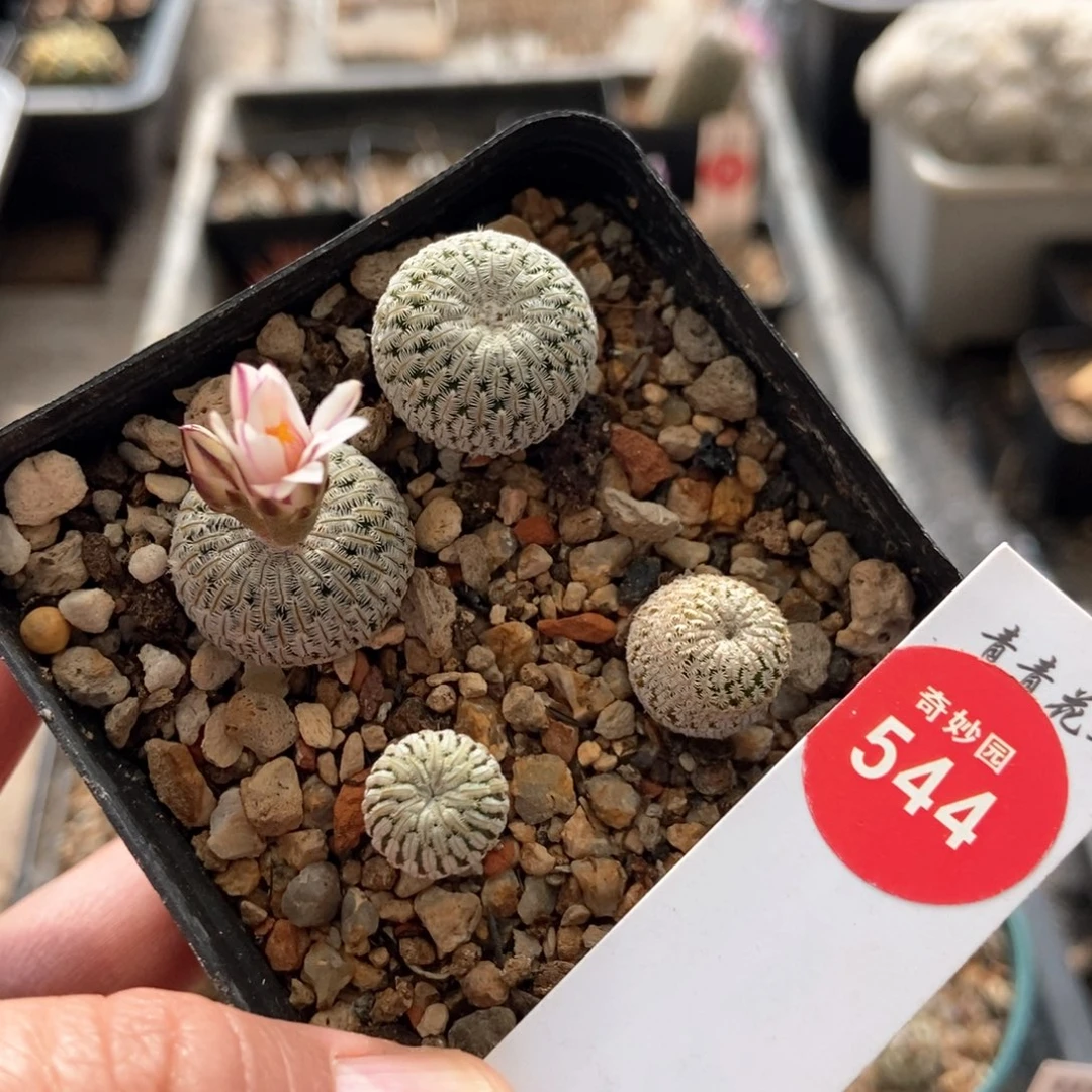 四颗精巧殿一盒打包3687866