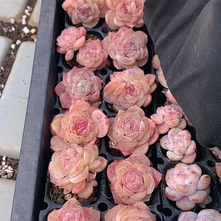 57 多肉植物盆栽花卉植物