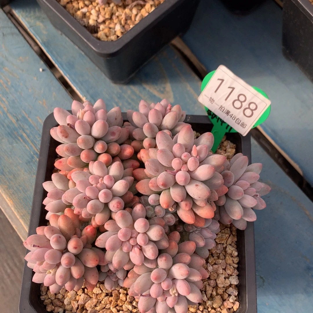 婴儿手指无砍平头1188