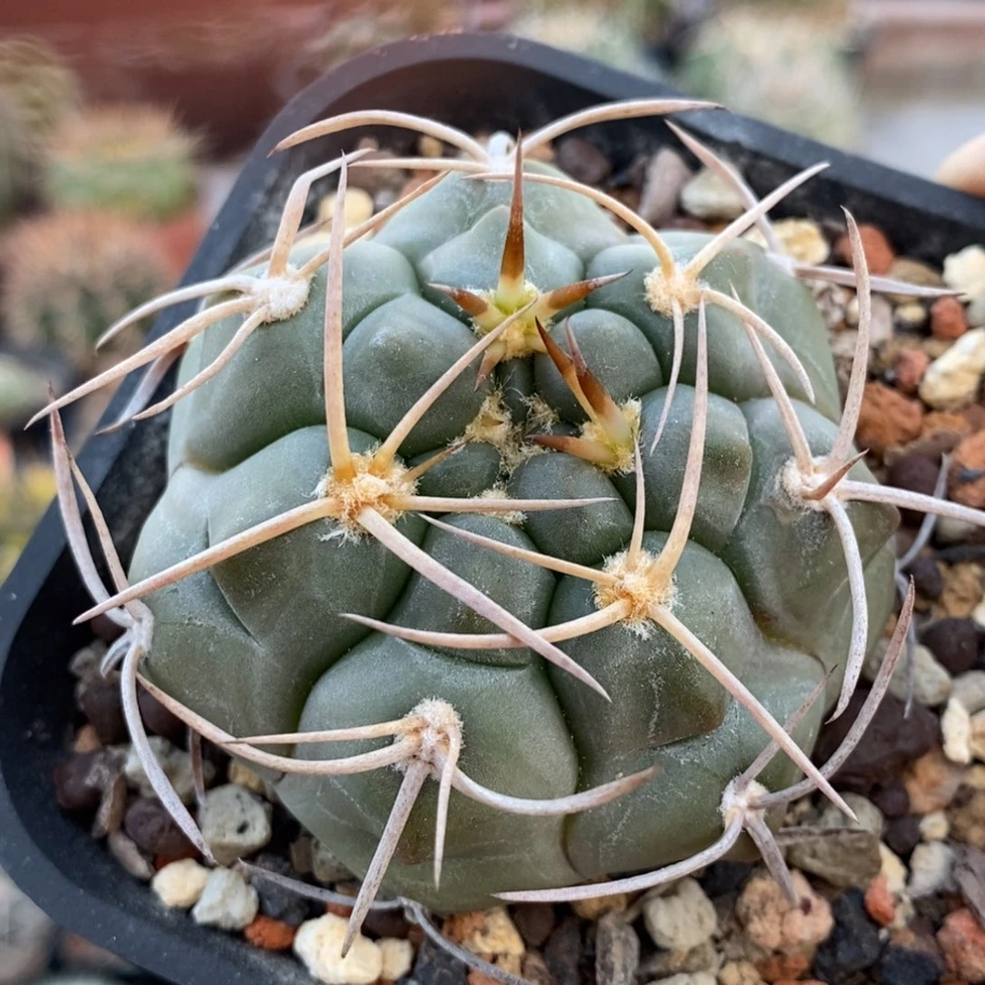 植播园艺优选白石玉