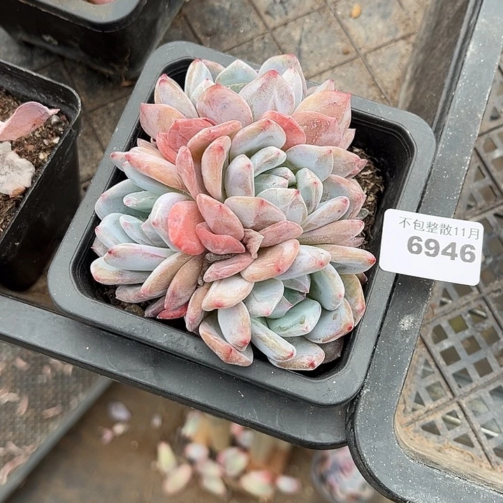 阿雅园艺。       6946梦露