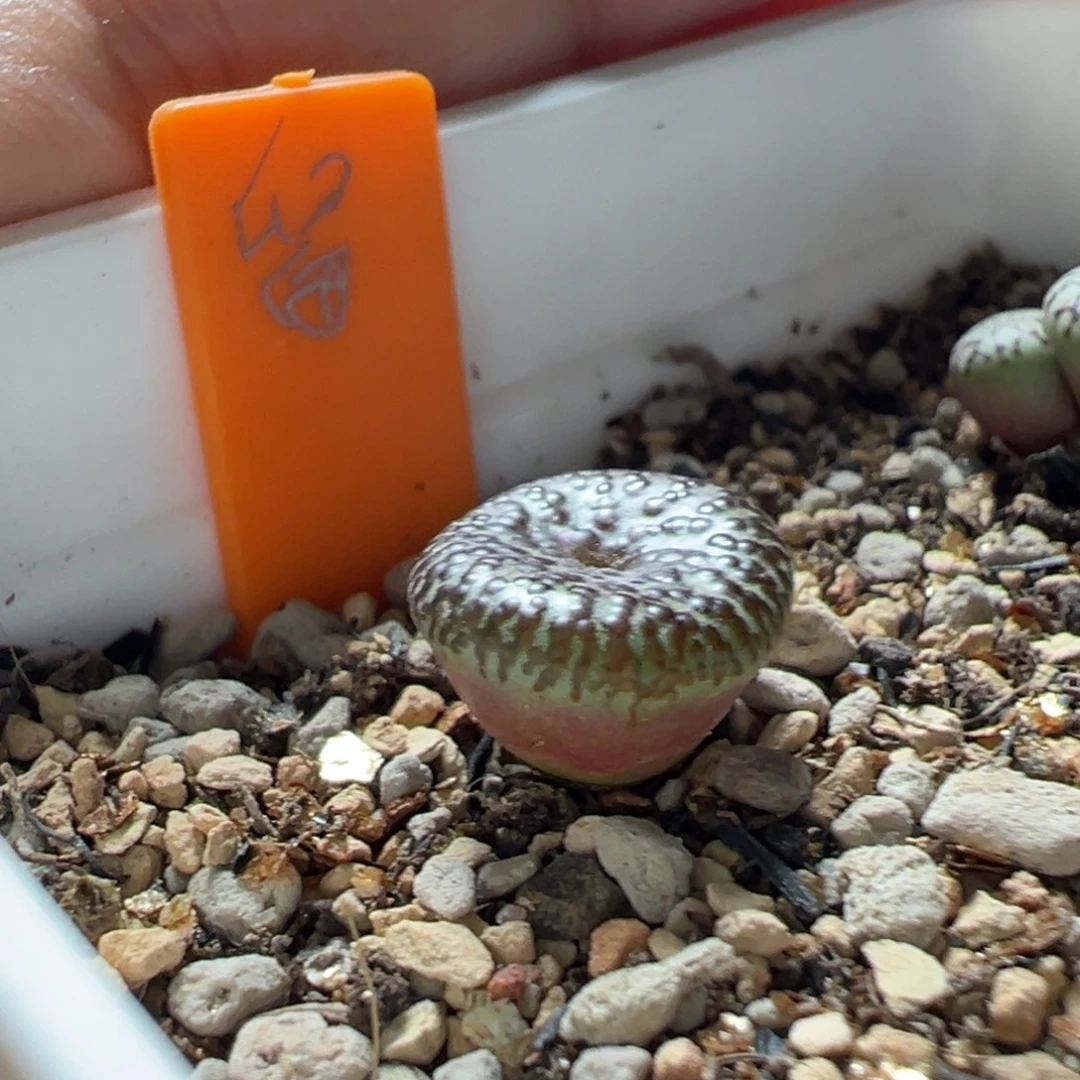 绵***糖流水泡泡s级后代多肉