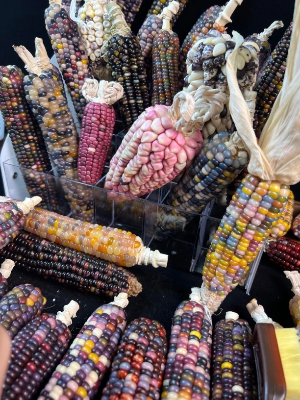 五彩斑斓小玉米 直播一物一拍（请勿私拍）图片仅供参考