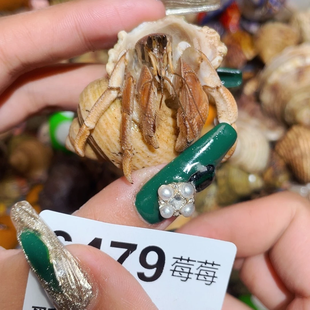 9***1寄居蟹寄居蟹6479