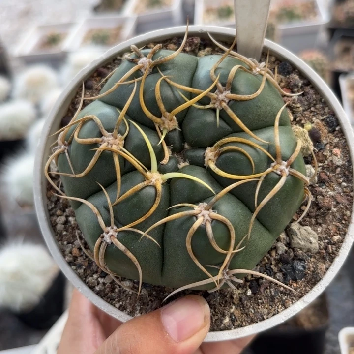 狮****9947实生带盆发海王好美