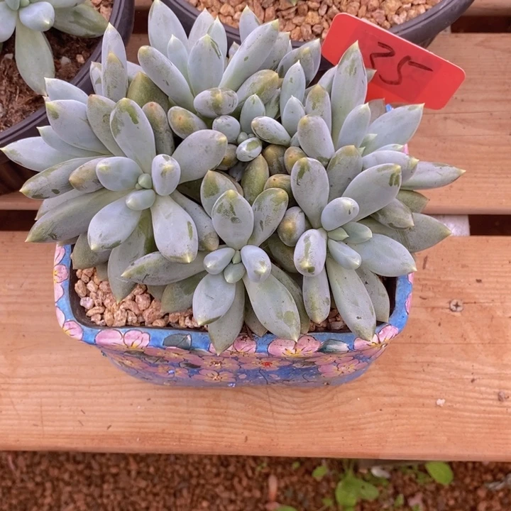 琴***花你就在家里吃好不