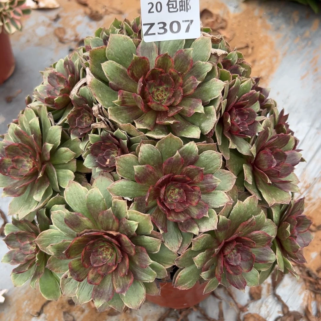 307红丝绒，多肉法师