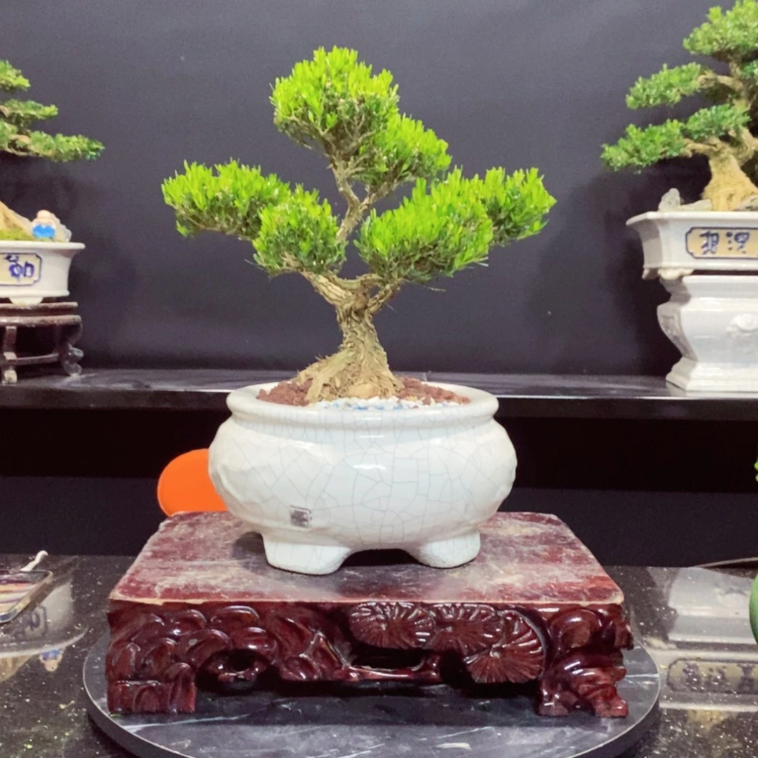 无花朵黄杨盆景园林