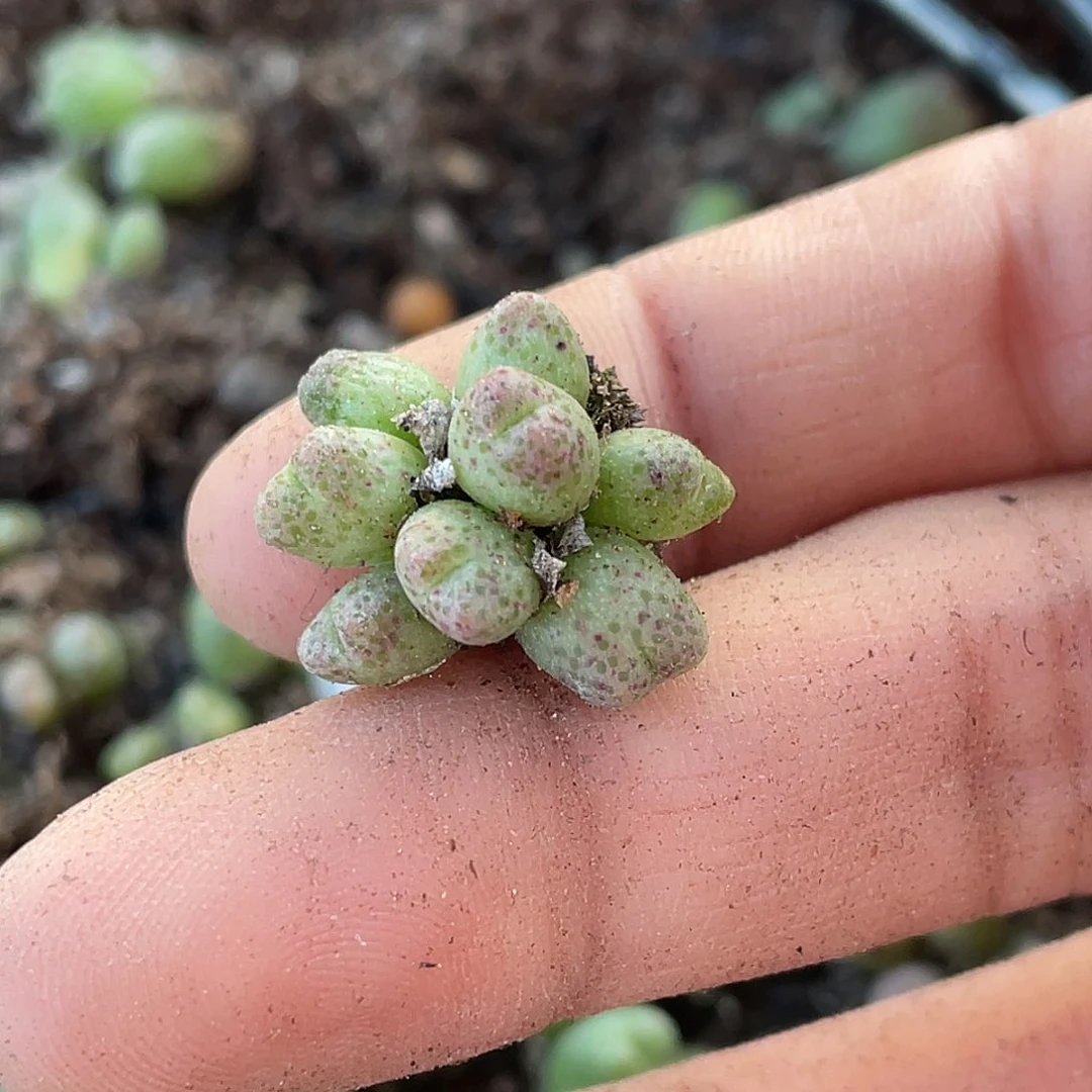 I****u3-149斑马多肉植物