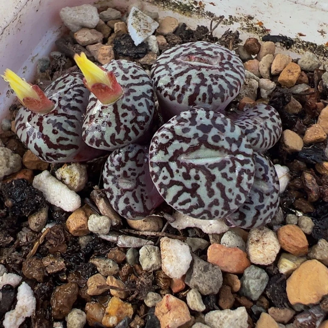 184多肉植物种类多样