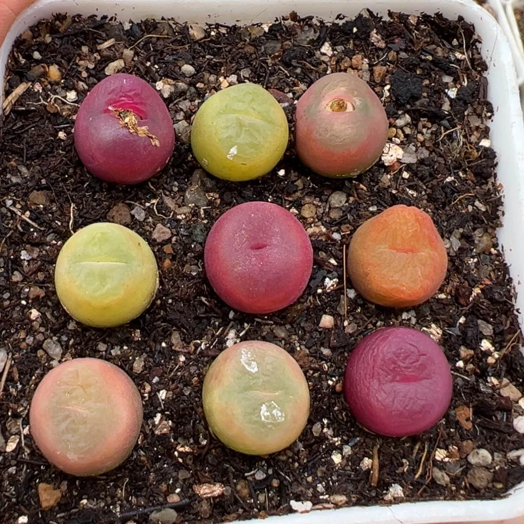 2.14好看的多肉432