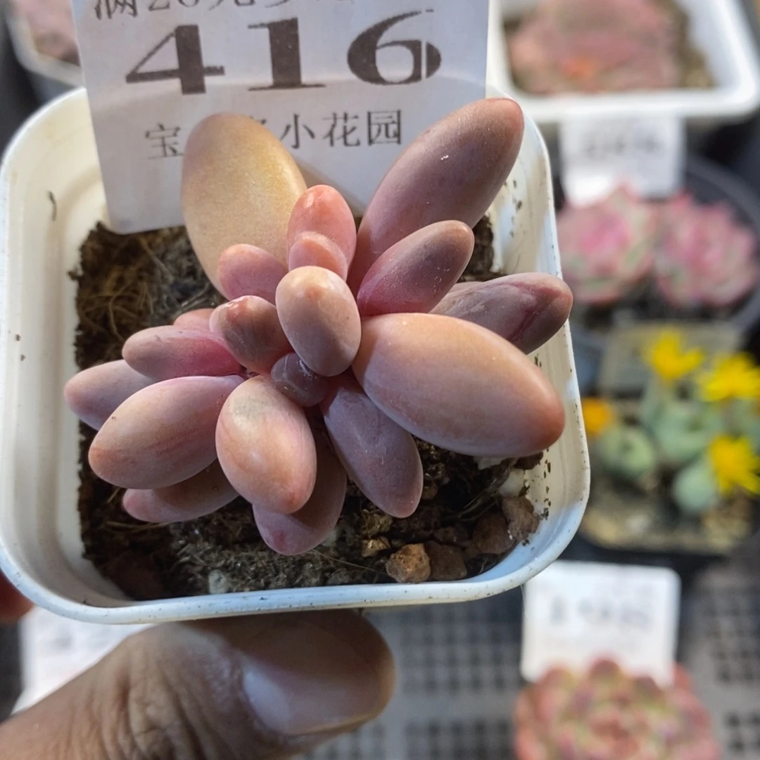 三头红手指群一物一拍满18包邮满26送一颗多肉