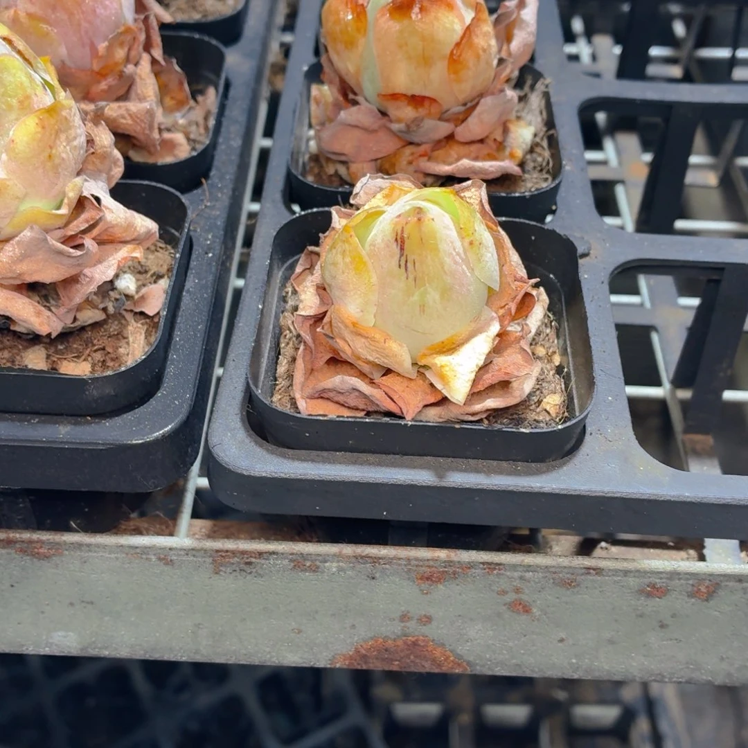 山地玫瑰多肉9.9包邮发货