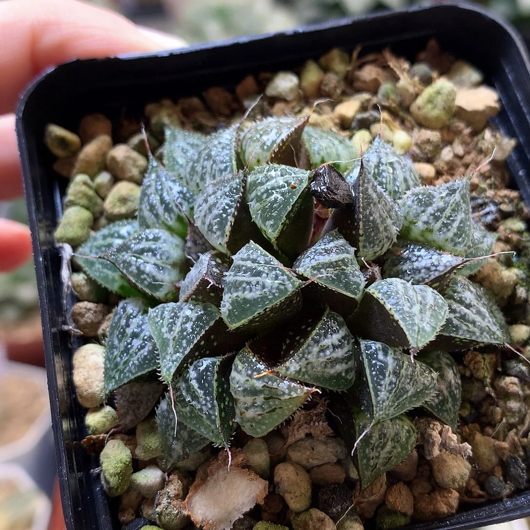 雪景色带盆土发货lolo