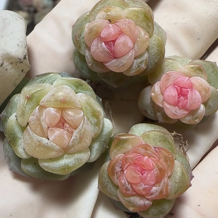 7号王者系列多肉一盒
