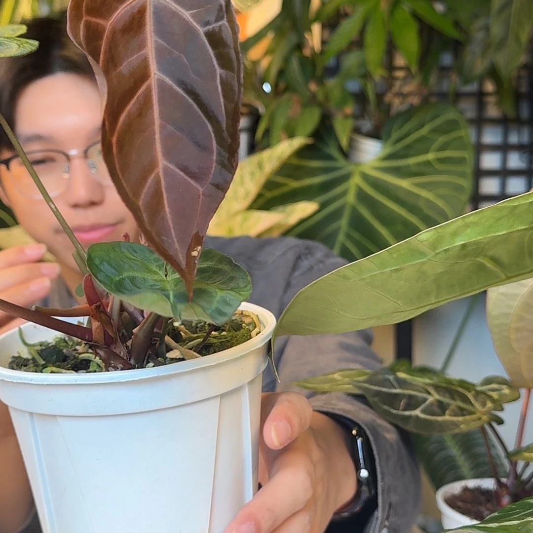 完全开放米歇尔杂黑水晶V134