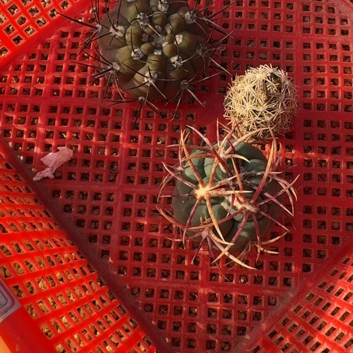 框拍福利6不退不换