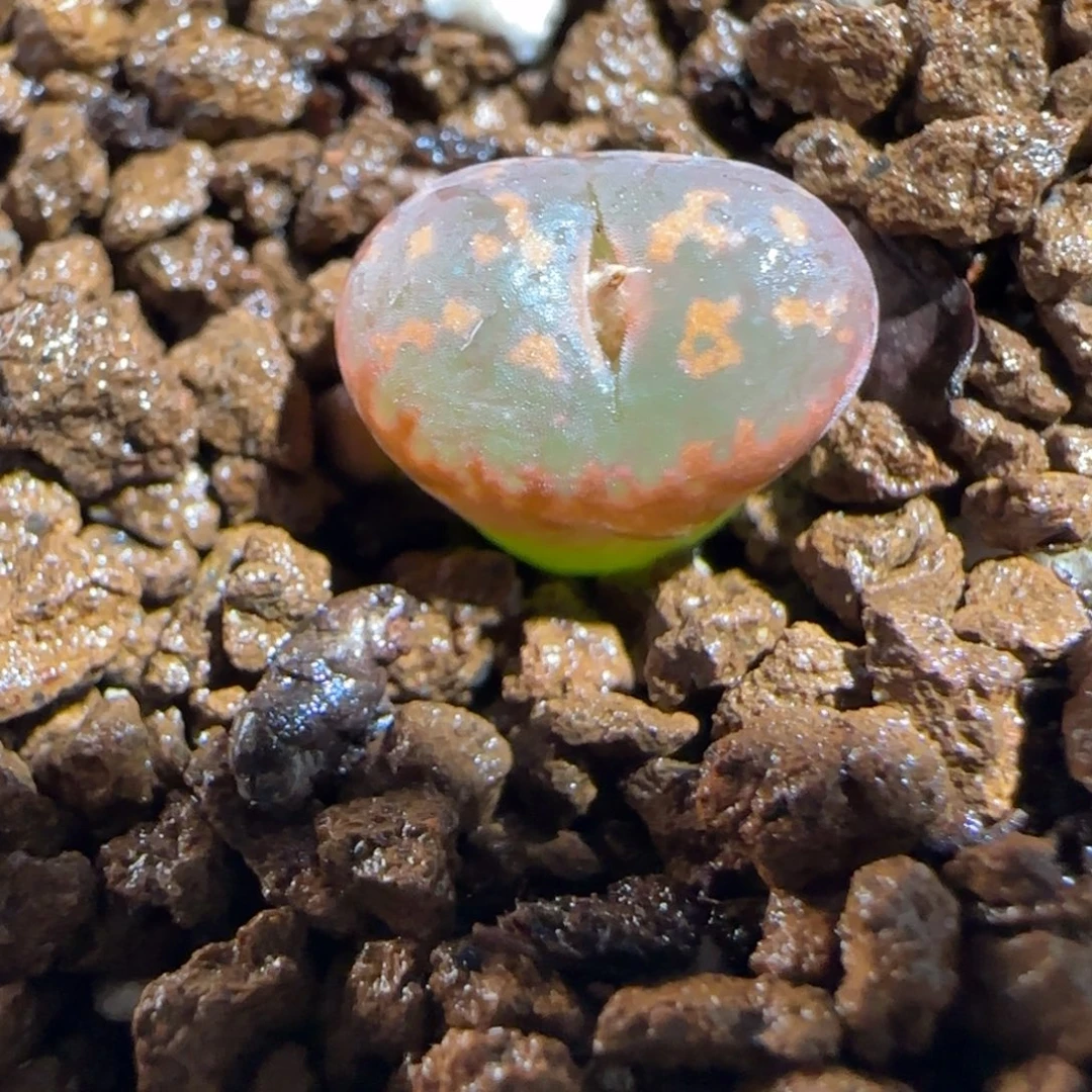 肉锥多肉植物组合-爱心勋章472