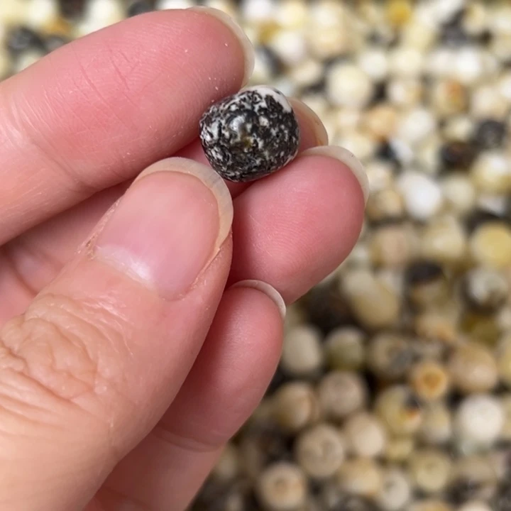 蜜蜡未镶嵌裸石10.5mm一个