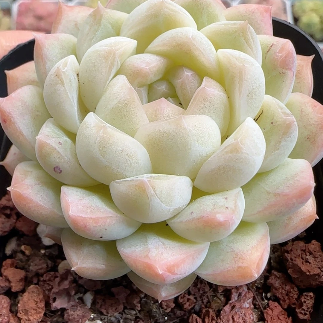 花语逸境0124-349糖心