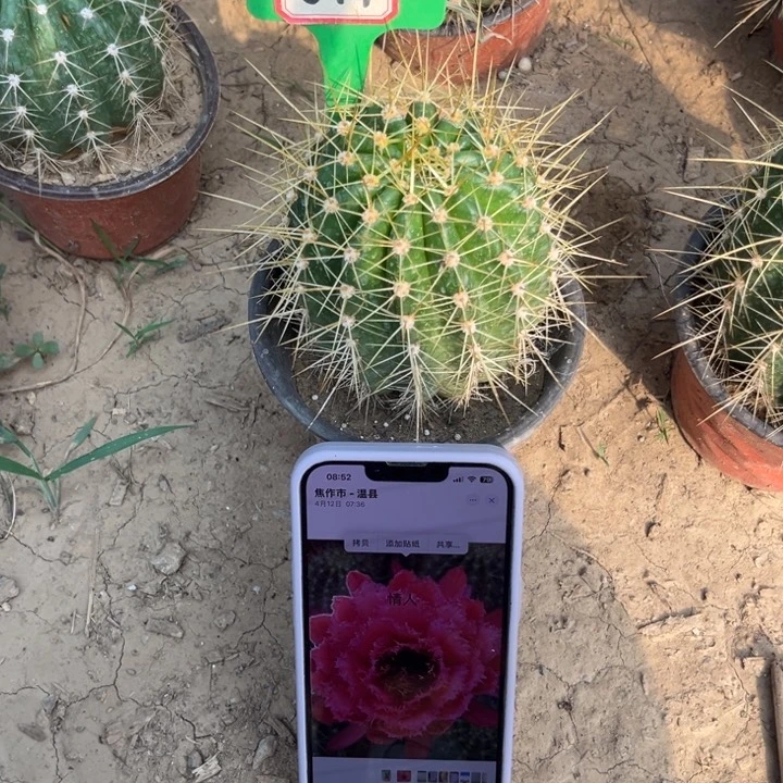 694，毛花柱情人。。。