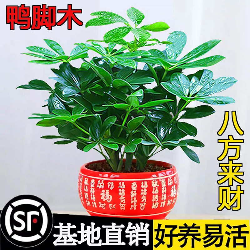 八方来财鸭脚木盆栽四季常青办公室内桌面绿植七叶莲发财树苗植物