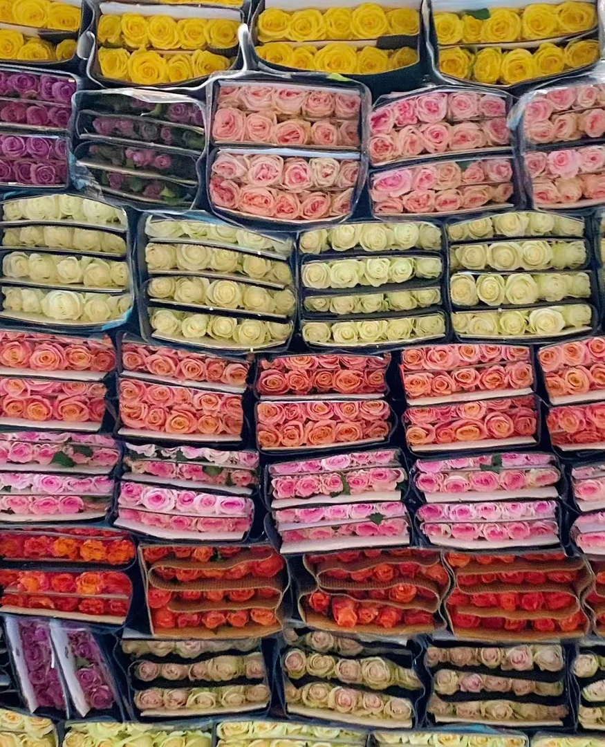 单头玫瑰、多头玫瑰--【全场任选8扎顺丰包邮 】 云南基地直发