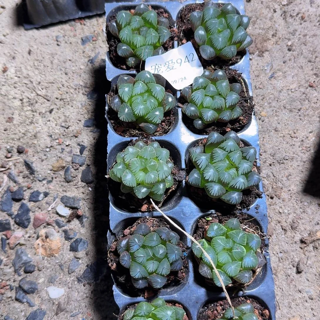 直播福利一物一拍942