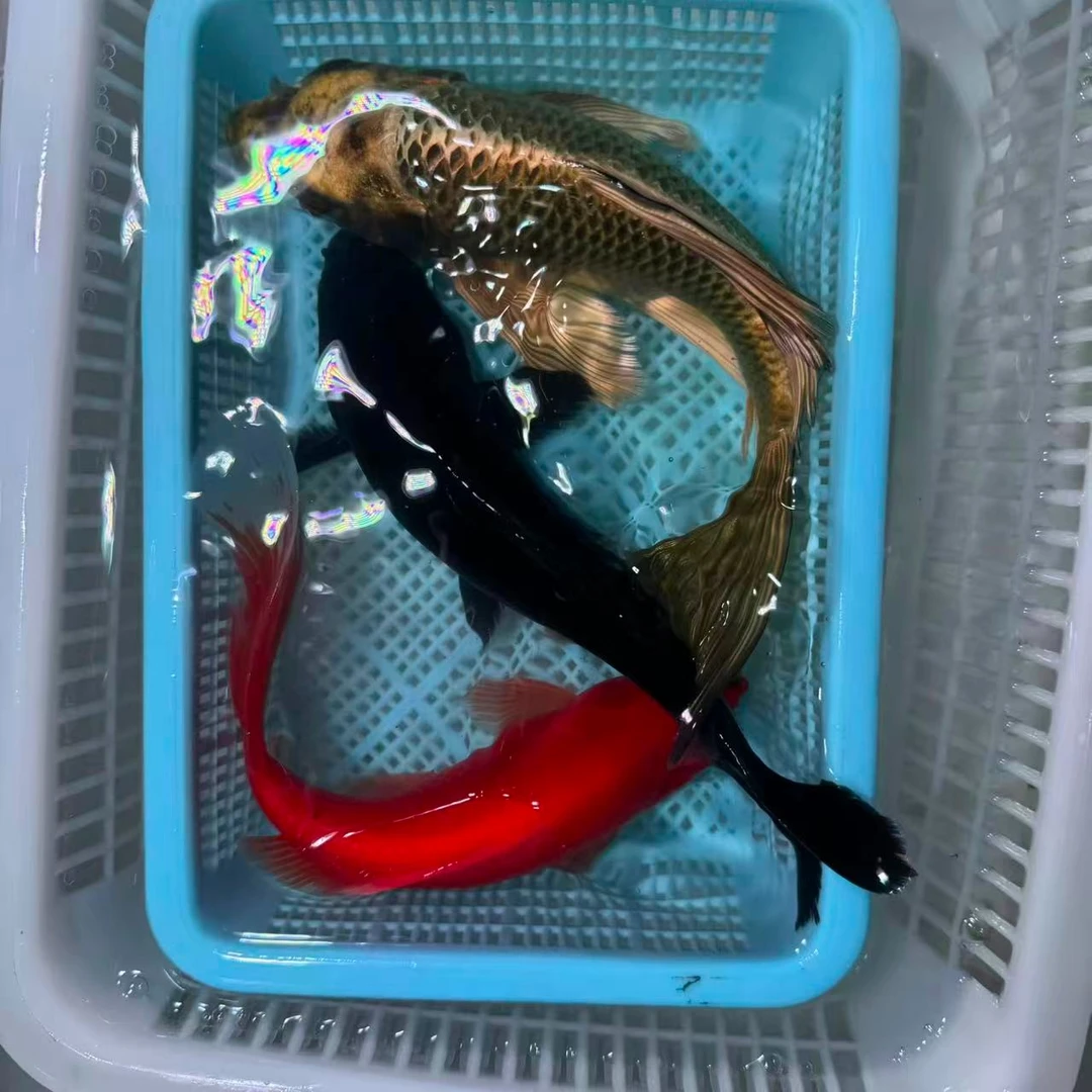 【三条装】15-20红鹦鹉铁包金熊猫蝴蝶鲤好养耐活大鳍大尾包邮
