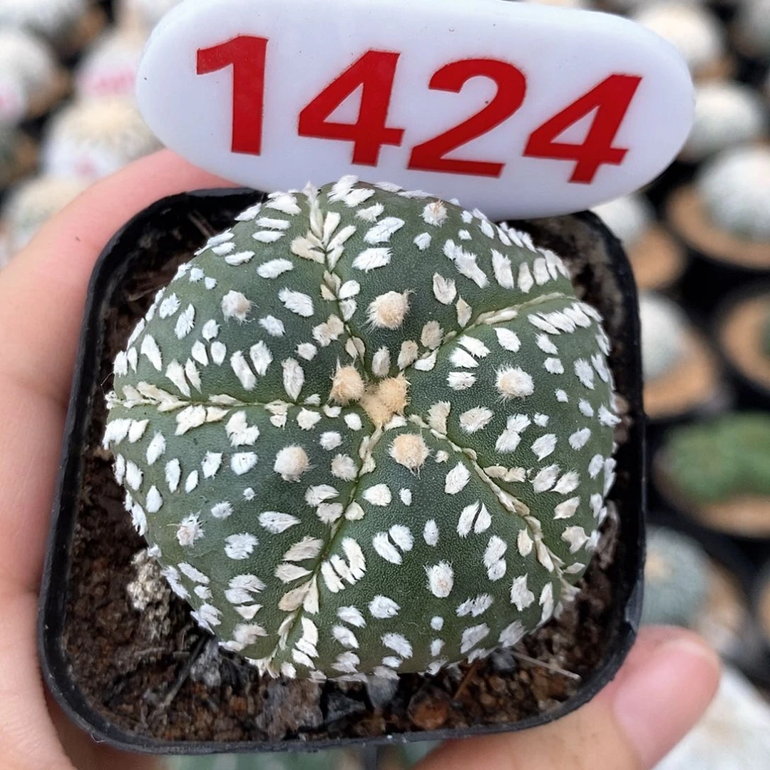 1424五愣系列产品福利