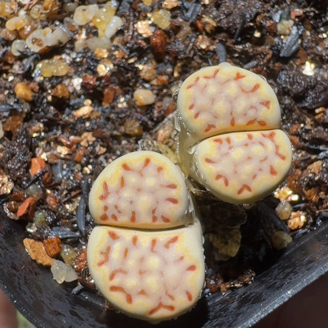 绝绝绝子生石花3046